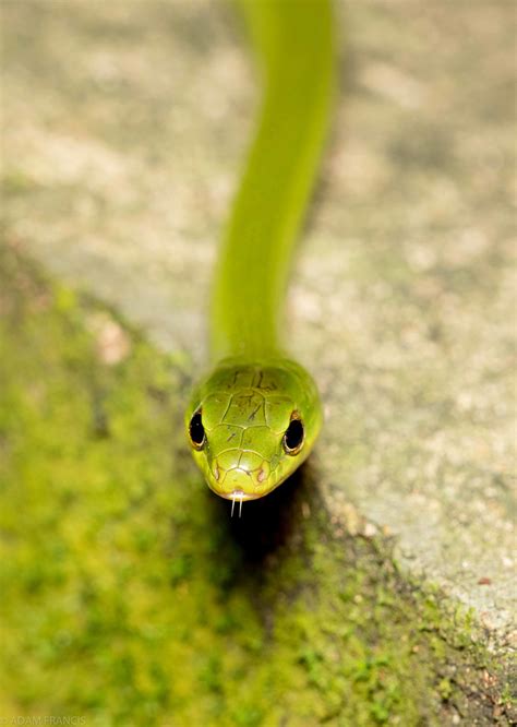 香港最毒的蛇|辨認蛇類 — HongKongSnakeID.com